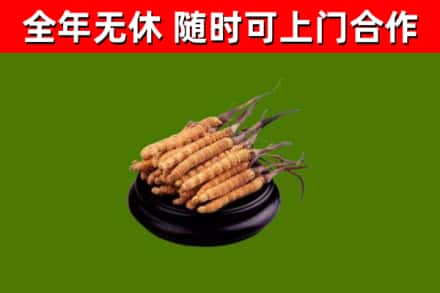 江永县回收冬虫夏草