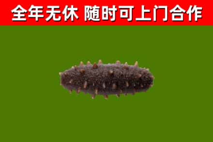 江永县回收海参干
